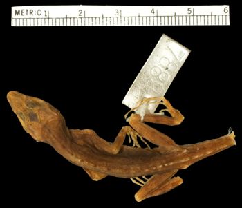 Media type: image;   Herpetology R-7889